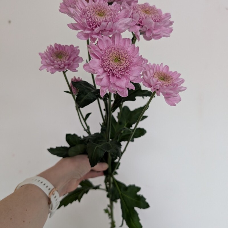 Хризантема кустовая лавандовая