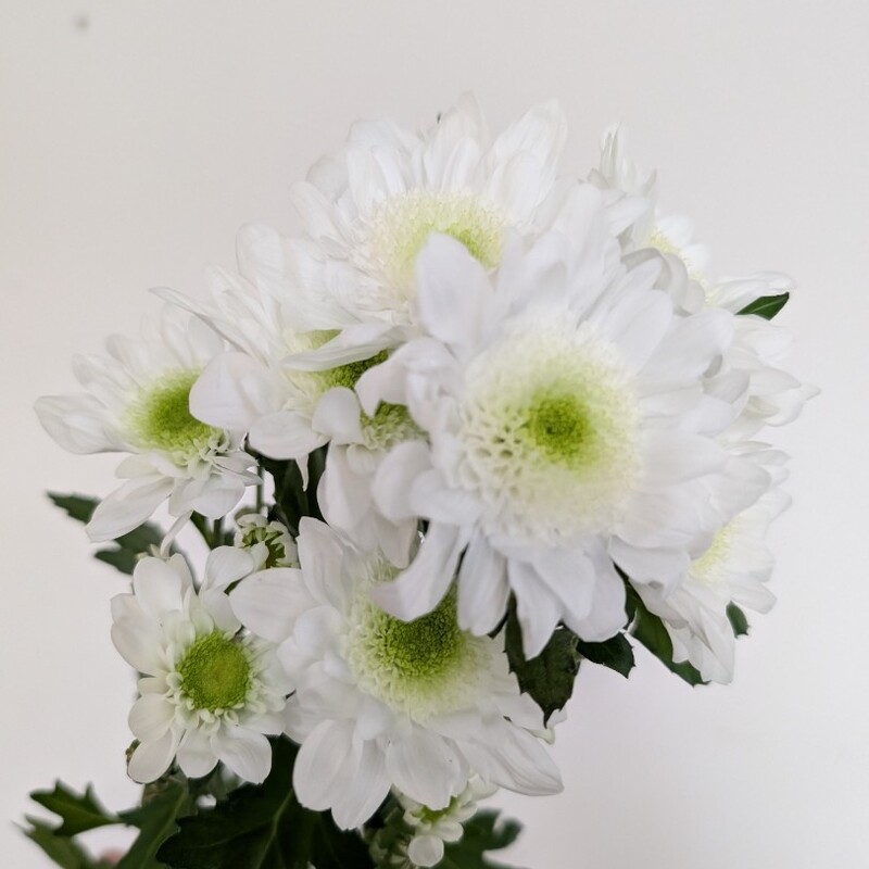 Хризантема кустовая белая