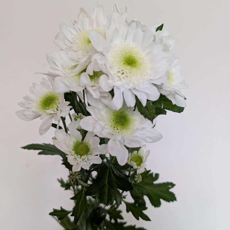 Хризантема кустовая белая