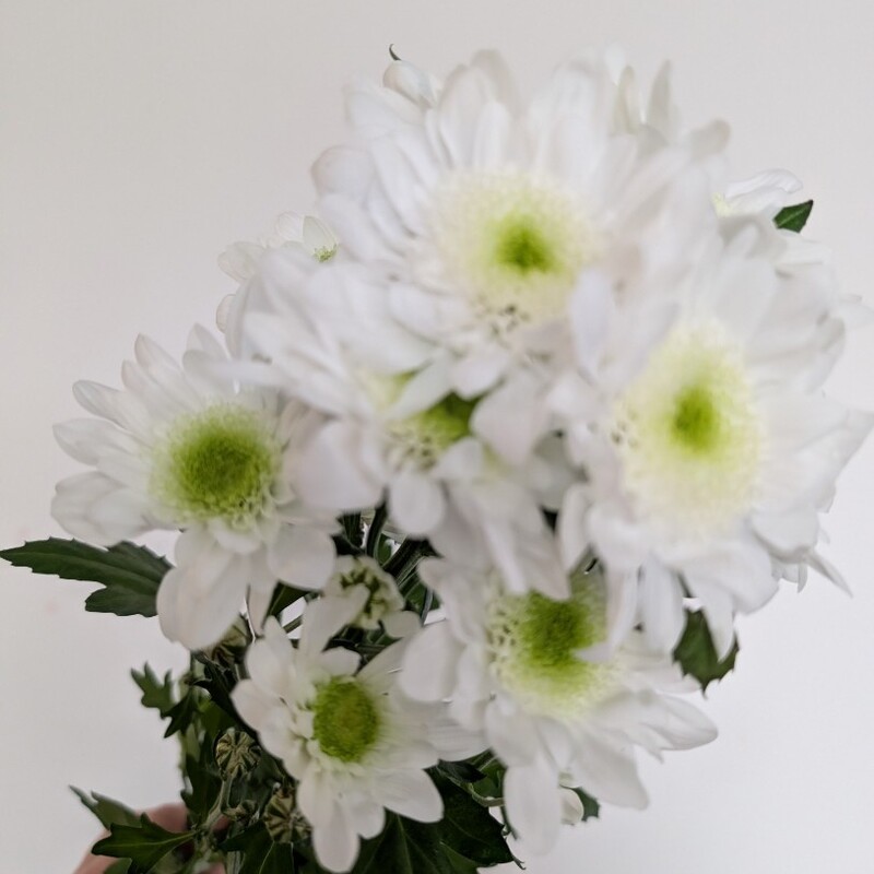 Хризантема кустовая белая