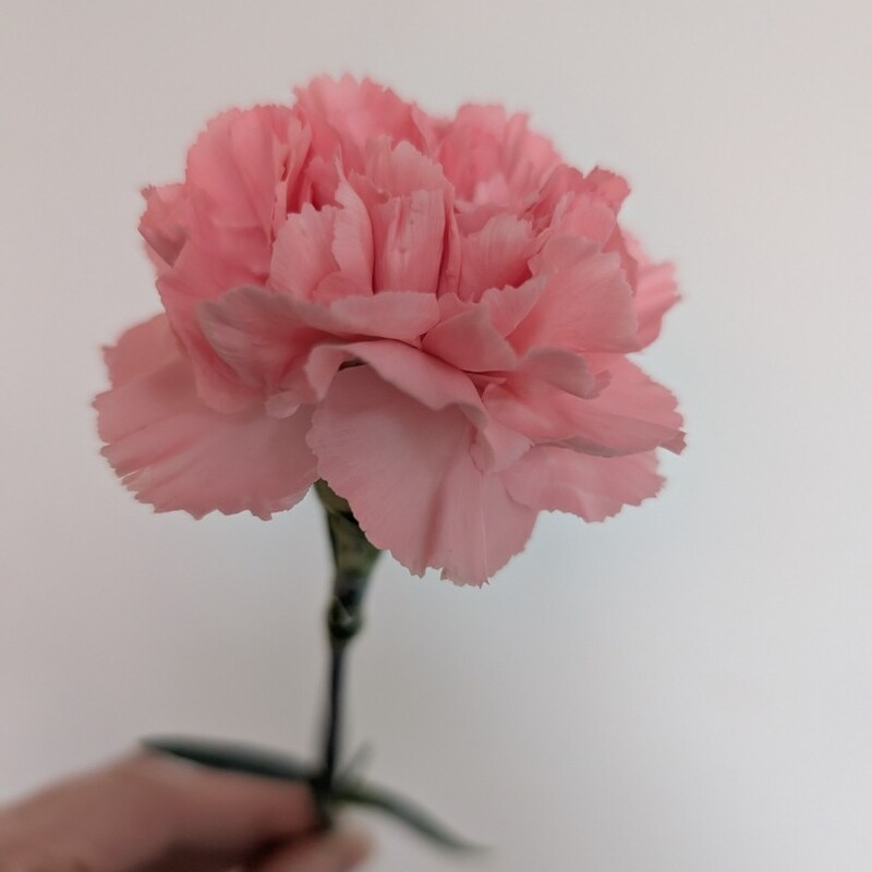 Гвоздика розовая