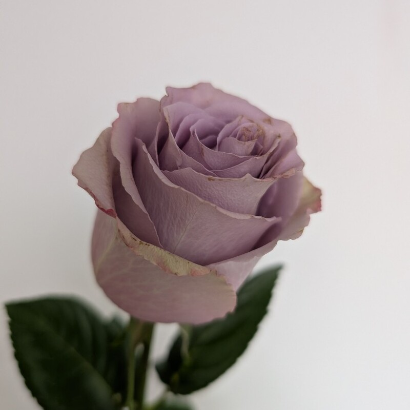 Роза лавандовая