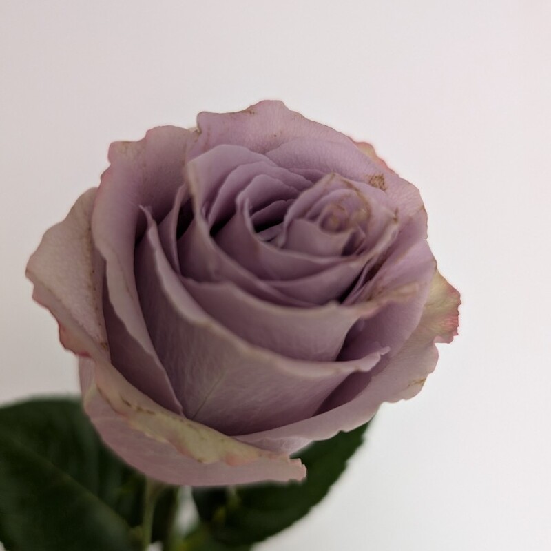 Роза лавандовая
