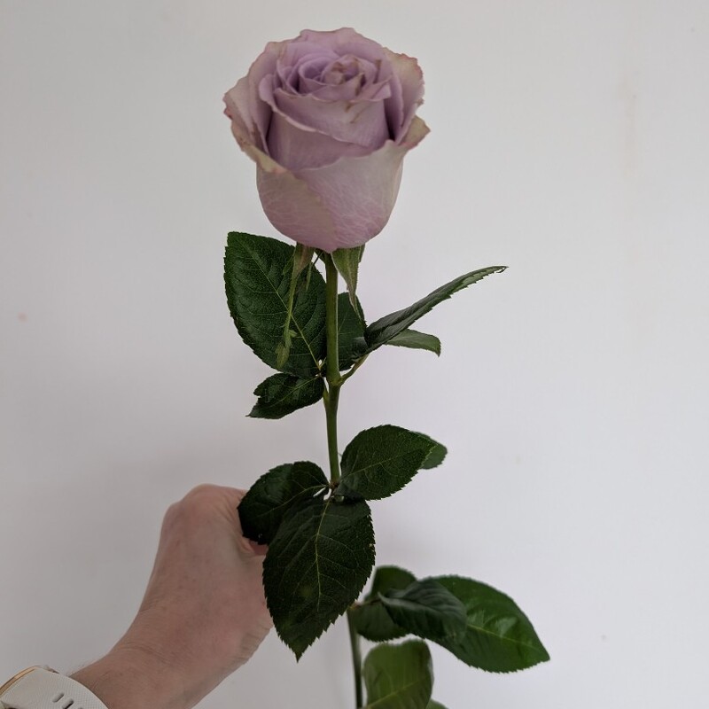 Роза лавандовая