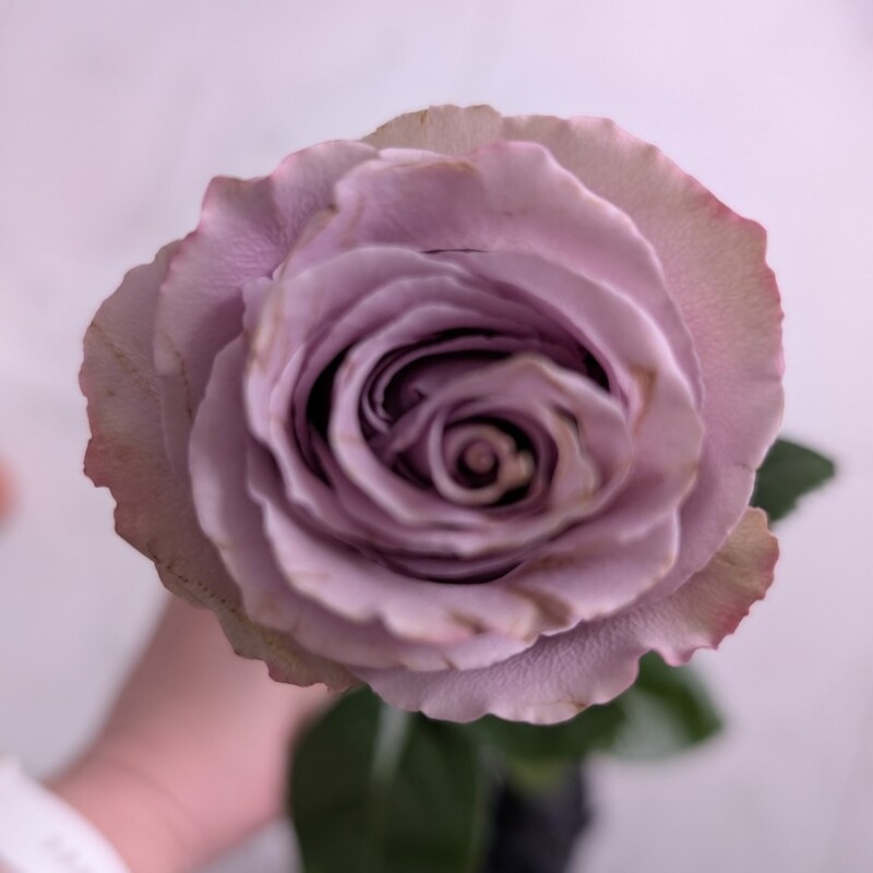 Роза лавандовая