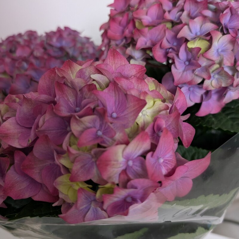 Гортензия в горшке