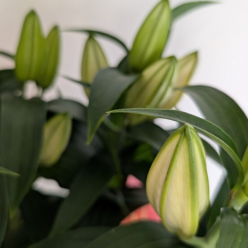 Лилия в горшке