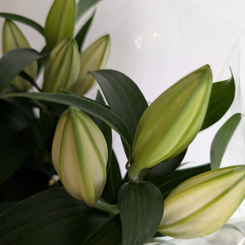 Лилия в горшке