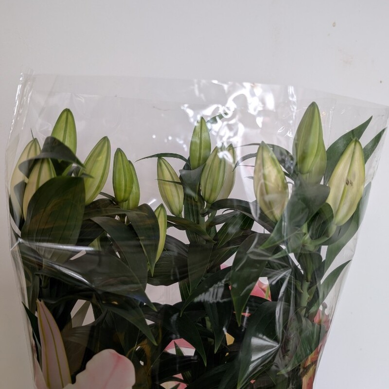 Лилия в горшке