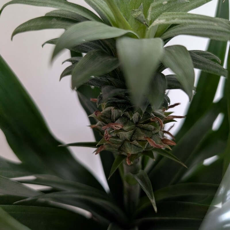 Ананас в горшке