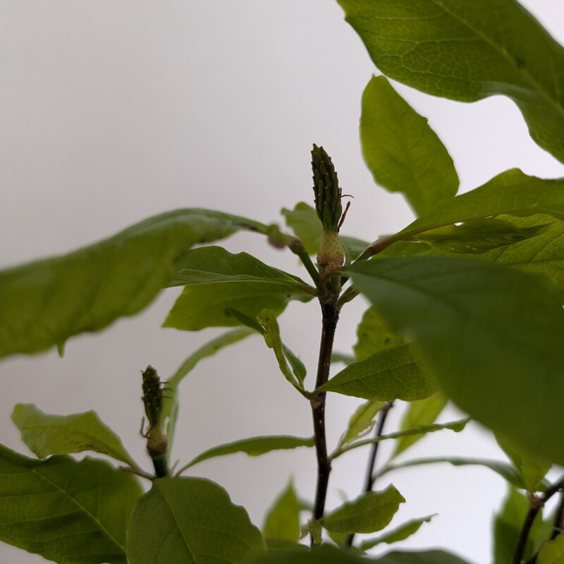 Магнолия в горшке