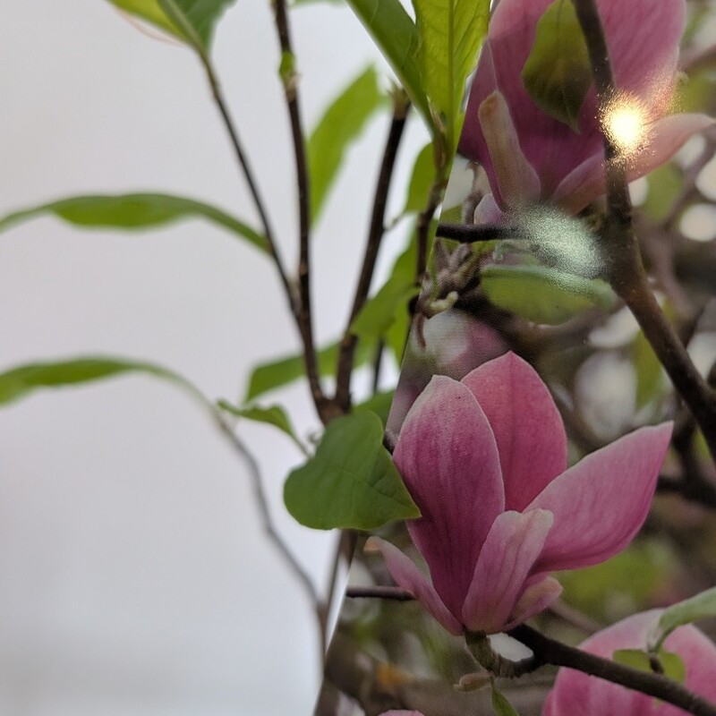 Магнолия в горшке