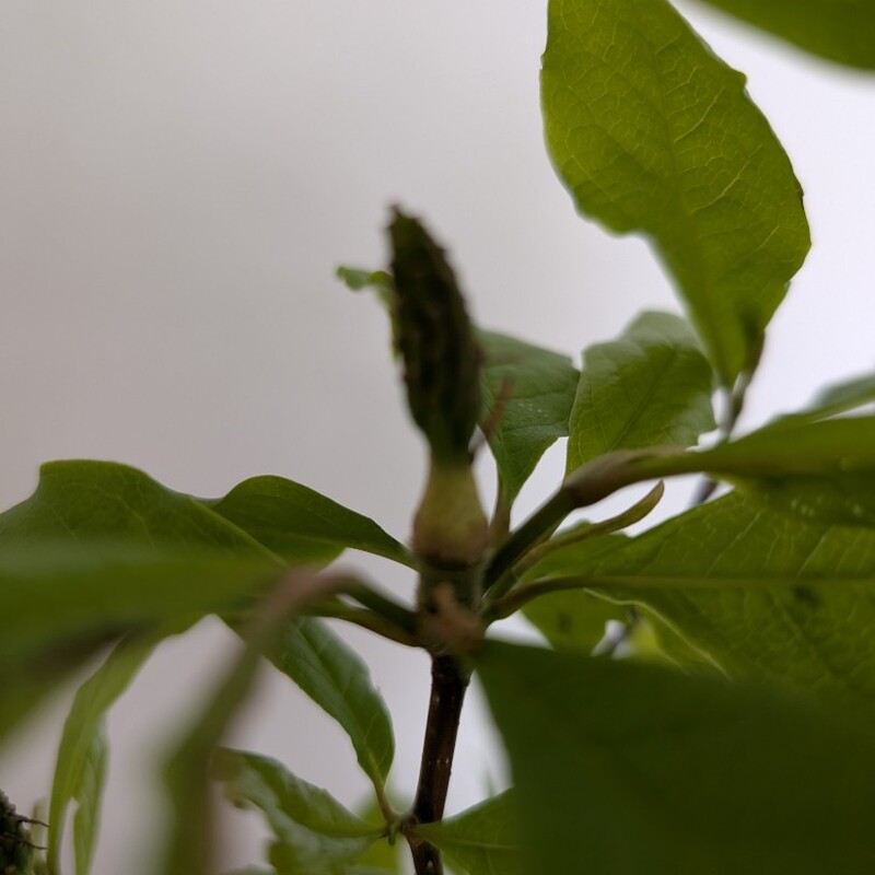 Магнолия в горшке