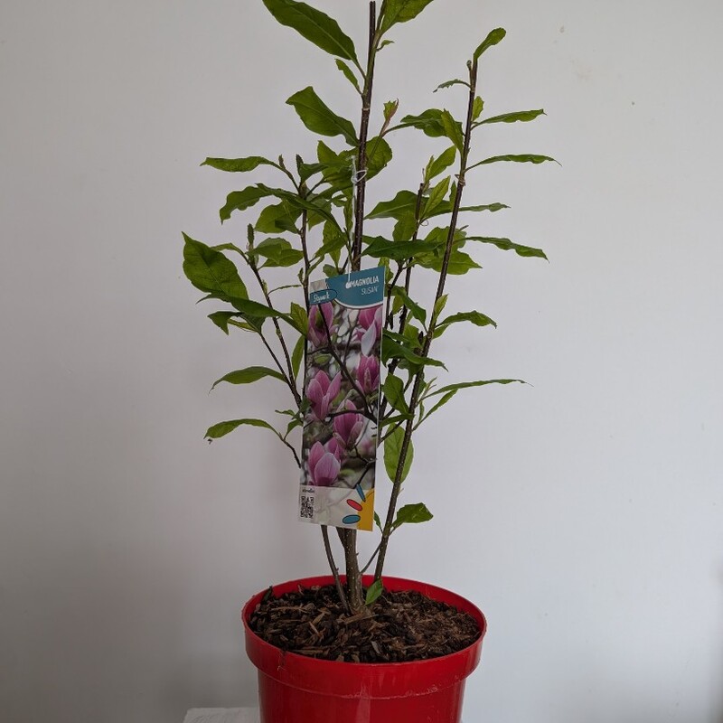 Магнолия в горшке