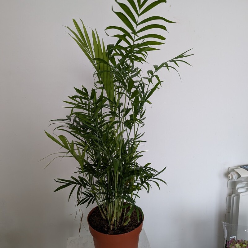 Хамедорея пальма